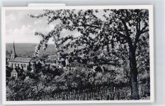 64625 W6140 Bensheim - Blütezeit