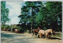 21274 W2111 Undeloh - Kutsche Baum Zaun