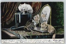 Katze