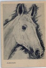 Araberstute Pferd