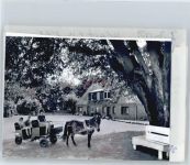 24259 W2371 Westensee FOTO KEINE AK Foto mit Negativ, Ferienhof Kattenstedt, Ponykutsche