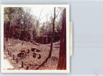38279 W3328 Sehlde b Salzgitter FOTO KEINE AK Foto mit Negativ, Wildschwein