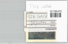 38279 W3328 Sehlde b Salzgitter FOTO KEINE AK Foto mit Negativ, Wildschwein