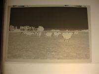 24257 W2318 Hohenfelde b Kiel KEINE AK Negativ