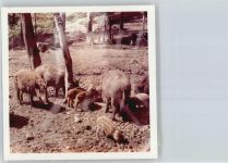 38279 W3328 Sehlde b Salzgitter FOTO KEINE AK Foto mit Negativ, Wildschwein