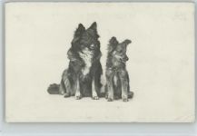 Röhr Photogr. Kunstanstalt Mannheim Schäferhund