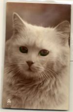 Quietsch Karte Katze