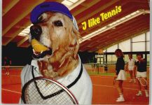 Hund mit Tennisball im Mund Tennis