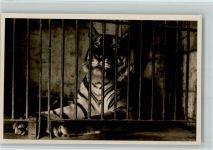 Tiger Raubkatze