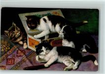 4 Kätzchen spielen mit einer Zigarrenkiste AK Katze 1926