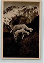 W8100 Garmisch-Partenkirchen Auf der Alm Frühlingsweide Schaf mit Lamm Schaf