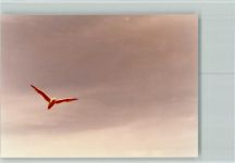 Möwe Möwe FOTO KEINE AK