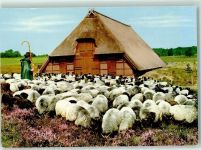 Heidschnucken am Schafstall Schäfer Lüneburger Heide Reetdachhaus Schaf