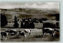 79274 W7811 St. Märgen - Blick zum Feldberg Kühe