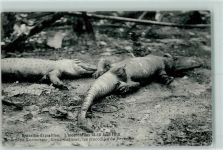 Brüssel Bruxelles Zwei Krokodile Krokodil 1910