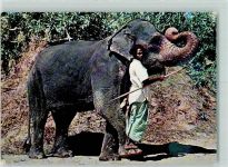 Kandy - Elephant and Mahout