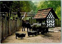 91349 W8551 Egloffstein - Wildgehege Hundshaupten Hängebauchschweine Rückseite mit Abschürfungen bzw Kleberesten