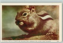 Streifenhörnchen Eichhörnchen