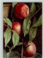 Früchte Pesche AK Chiostri, C. & S.