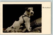 Photochemie Nr. 2571 AK Terrier 1936