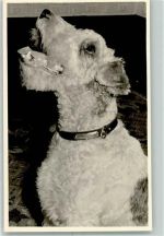 Terrier FOTO KEINE AK