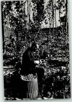 Hopfenanbau Landwirtschaft FOTO KEINE AK