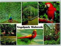 29664 W3030 Walsrode - Vogelpark Pfau Papagei Flamingo Halleninnenansicht