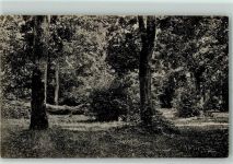 26316 W2930 Varel , Jadebusen - Gruß vom Urwald