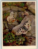sign Zeltner - Nr. 602 - Apolloflater , gute Erhaltung Schmetterling