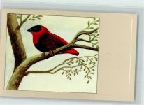 Feuerweber - Nr. 3 Verlag Sluis Birdfood , gute Erhaltung Vogel