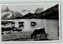Bachalpsee, Schreckhorn und Kühe beim Trinken im See 1942 AK Sehr gute Erhaltung Berg Foto AK
