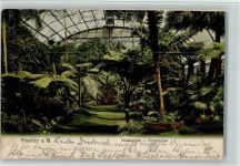 W6000 Frankfurt am Main Palmenhaus AK Gartenbau 1904