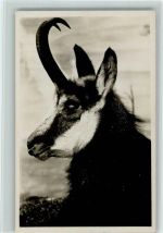 Gebirgskartenverlag Triem Nr. 83 AK Gute Erhaltung Gams 1930 Foto AK