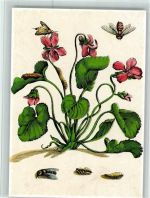 Viola odorata wohlriechendes Veilchen Bienen RAupen Maria Sibylla Merian Buchheim Kunstkarte 1231 Insekt Künstlerkarte