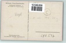 Brütende Seeschwalbe Vogelschutzbund Stuttgart AK Vogel 1920