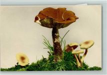Nr. 723 - Pilz - sehr gute Erhaltung Rommel