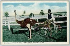 Jacksonville Driving an Ostrich-Florida Ostrich Farm - Strauss Exotisches Tier