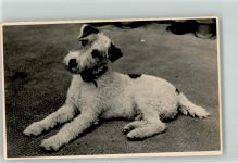 W8000 München Drahthaar-Foxterrier Zwinger Peraloh Besitzer Wieleitner Schloss Perlach Terrier Foto AK