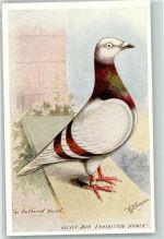 The Feathered World Silver-Dun Exhibition Homer sign A. J. Simpson Bildkarte Taube KEINE AK