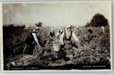 Sofia Sophia Foto AK Rosenernte Kazanlik