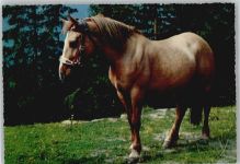Pferd auf der Weide - Verlag Krüger Serie 900/165 Pferd