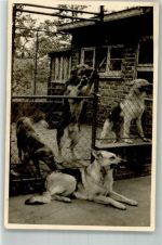 Ein Hundezwinger Schäferhund Privatfoto AK