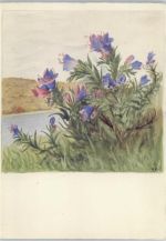 Nr. 5537 Blumen Schönermark Künstlerkarte