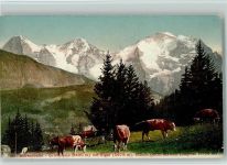 Nr. 555 Photoglob - Mürrenbahn - Grütschalp Kuh