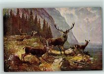 Serie 6981 - Hirsch mit Herde , Jagdtiere Müller, A. (München) Künstlerkarte
