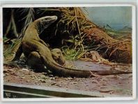 Riesen Waran - Berliner Aquarium Exotisches Tier