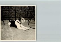 Privatfoto Terrier