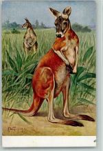 Meinholds Tierbilder Nr. 12 - Kängeruh Australisches Tier