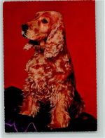 ca 1965 AK Spaniel