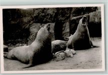Brüllende See-Elefanten, gute Erhaltung AK Zoo 1936 Foto AK